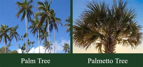 palm tree  palmetto tree whats  difference  pictures