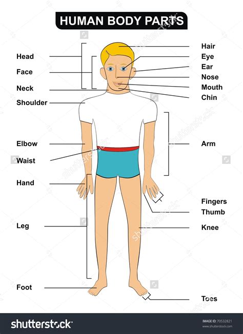 parts   human body clipart clipground