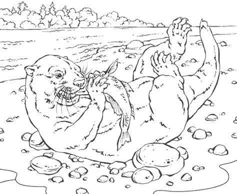 drawing otter  animals printable coloring pages