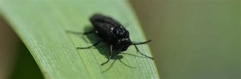 black fly control    rid  black flies diy black fly treatment guide solutions