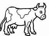 Colorat Vaca Desene Planse Animale Bou Vitel sketch template