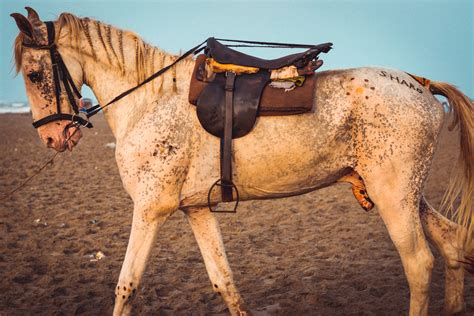 photo  white horse  brown leather saddle standing  sand  stock photo