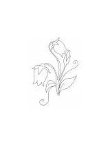 Coloring Campanula Flowers Bell Shape Flower sketch template