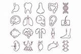 Anatomy Vector Human Icon Set Graphicsurf Vectorified sketch template