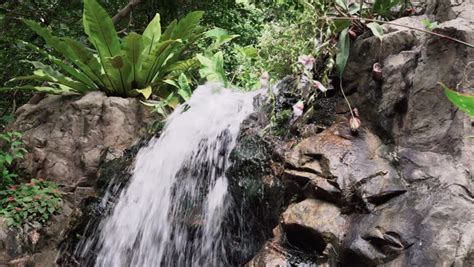 tropical jungle waterfall in botanic stock footage video