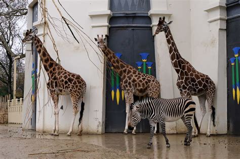 belgien zoo zoo antwerpen belgium  schauen sie sich bewertungen und fotos von  zoos