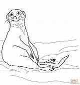 Meerkat Coloring Pages Sitting Cute Meerkats Printable Drawing Three Drawings Supercoloring Comments Categories 67kb 1000 sketch template