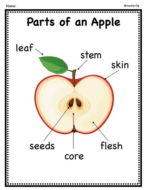diagram   apple