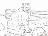 Coloring Panther Florida Pages Printable sketch template