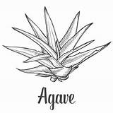 Agave Syrup Clipground sketch template