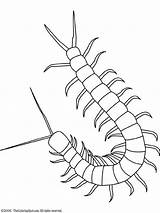 Insekten Centipede Regenwurm Cienpies Millepiedi Insecte Imprimer Coloriage Cien Dessin Kolorowanki Pattes Insetti Malvorlage Owady Robaki Insectes Colorier Insects Insect sketch template
