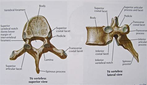 notes  anatomy  physiology  vertebrae
