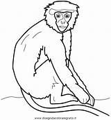 Monos Scimmia Mono Affen Aullador Monkey Niños Gorilas Scimmie Anipedia Orangutanes Tiere Pintados Kleurplaten Aap Kleurplaat Chachipedia Malvorlage Kategorien Disegnidacoloraregratis sketch template