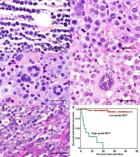 figure   canine cutaneous mast cell tumors  combined clinical  pathologic approach