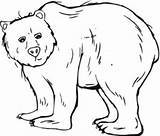 Template Colorir Oso Grizzly Pardo Osos Urso Anteojos Desenhos Animal Animales sketch template