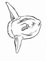 Sunfish Ocean Coloring Pages Fish sketch template