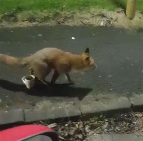 the bizarre moment a fox pees in a man s cup of tea manchester