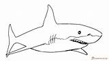 Great Coloring Shark Pages Getcolorings sketch template