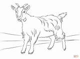 Coloring Goat Cute Printable Popular sketch template