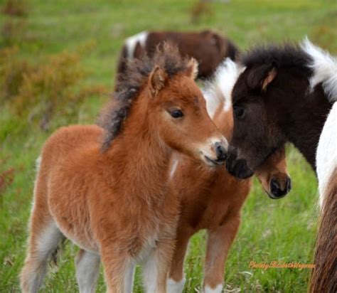 cute baby ponies    talk   animals pinterest