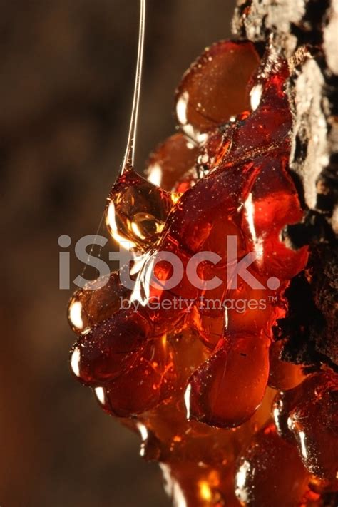 tree resin stock photo royalty  freeimages