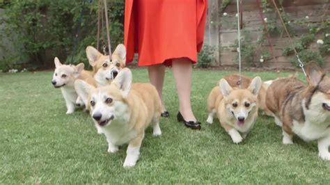 can you find queen elizabeth in this sea of corgis aol news