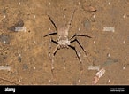 Afbeeldingsresultaten voor "criocarcinus Superciliosus". Grootte: 146 x 106. Bron: www.alamy.com