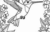 Hummingbird Coloring Pages Adults Getdrawings Getcolorings sketch template