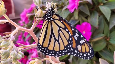Awesome Female Monarch Butterfly Eclosed Emerged Today Apr 26 2020