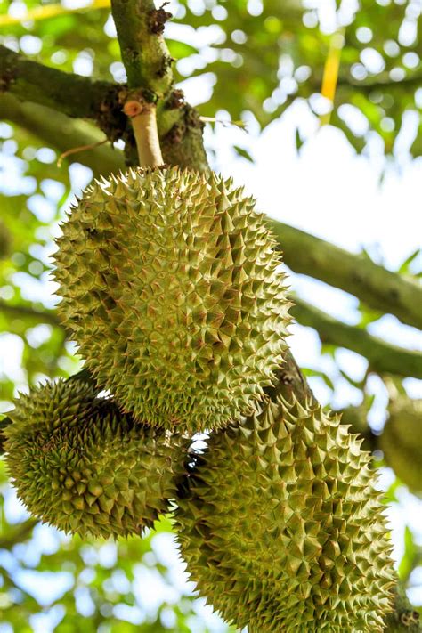 durian fruit    smell  ultimate guide