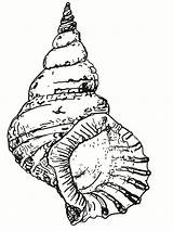 Coloring Seashell Shell Pages Drawing Conch Sea Printable Kids Draw Seashells Beach Clipart Line Snail Cliparts Sheets Shells Colouring Simple sketch template