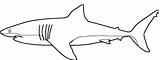 Shark Outline Coloring Great Pages Drawing Printable Whale Hammerhead Hai Color Sharks Clipart Kids Colouring Ausmalbilder Print Preschoolers Getdrawings Clipartbest sketch template