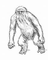 Drawing Sasquatch Yeren Bigfoot Cryptomundo Harry Expedition Drawn Field Guide Trumbore Getdrawings Begins Primates Mystery Other Above Shown sketch template