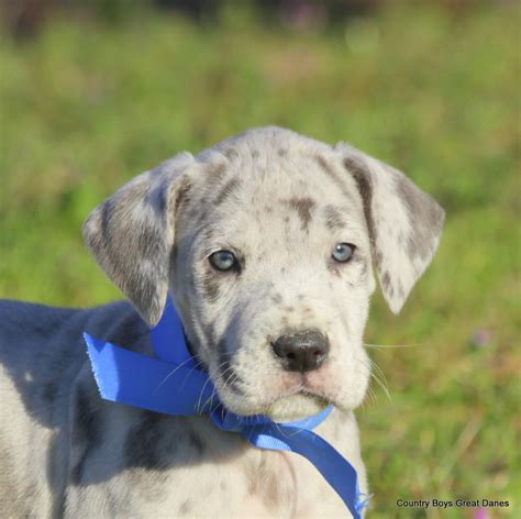 Grey Great Dane Puppies For Sale Near Me Itsessiii
