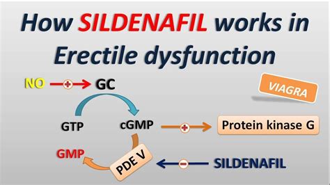 How Sildenafil Works In Erectile Dysfunction Youtube