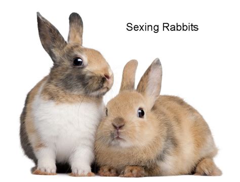 sexing rabbits