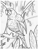 Perroquet Imprimer Animaux Parrot Peroquet Gratuitement Coloriages Gabon Gris Buzz2000 Cher sketch template