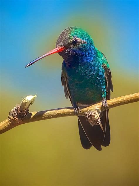 images  colibris hummingbirds  pinterest