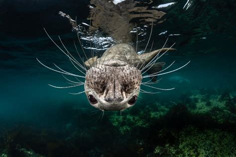 sea life photography  underwater pictures  ocean art  competition showcase