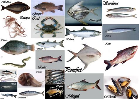 types  fishes  eat  pictures  names design talk
