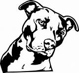 Pitbull Pit Dog Bull Clipart Clip Drawing Pitbulls Line Puppy Drawings Pitt Bully American Transparent Dogs Pe Getdrawings Logo Clipground sketch template