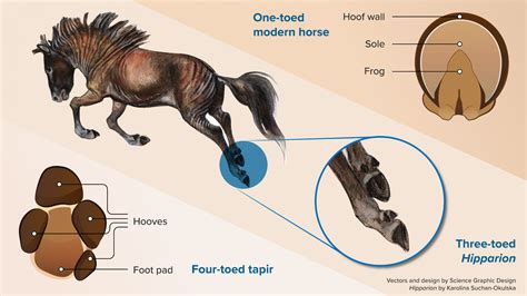 ancestors  modern horses  hooved toes   single hoof scinews