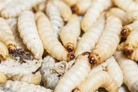 control root maggots ehow