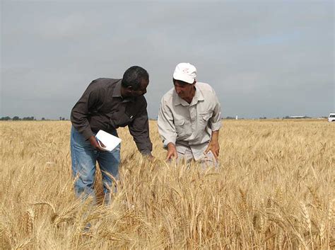 delivering genetic gain  wheat cimmyt international maize
