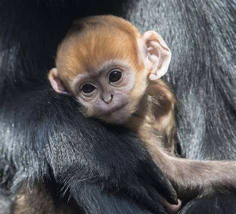 incredibly rare monkey  faces extremely high risk  extinction