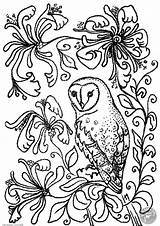 Owl Coloring Pages Barn Colouring Print Flowers Owls Kids Drawing Adults Line Snowy Printable Sheets Adult Honeysuckle Books Color Flower sketch template