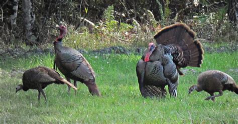 spring wild turkey season opens in north dakota grand