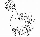 Seal Playing Ball Coloring Colorear Coloringcrew sketch template