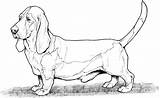 Hound Basset Dogs Weiner Bassett Ausmalbild Difficult Coloringhome Coonhound Supercoloring Adorables Whippet Dachsunds Breeds Russel Hunde Retriever Insertion sketch template