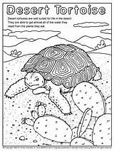 Sonoran Tortoise sketch template